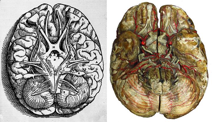 illustration conférence anatomie du papier - amis du MICG